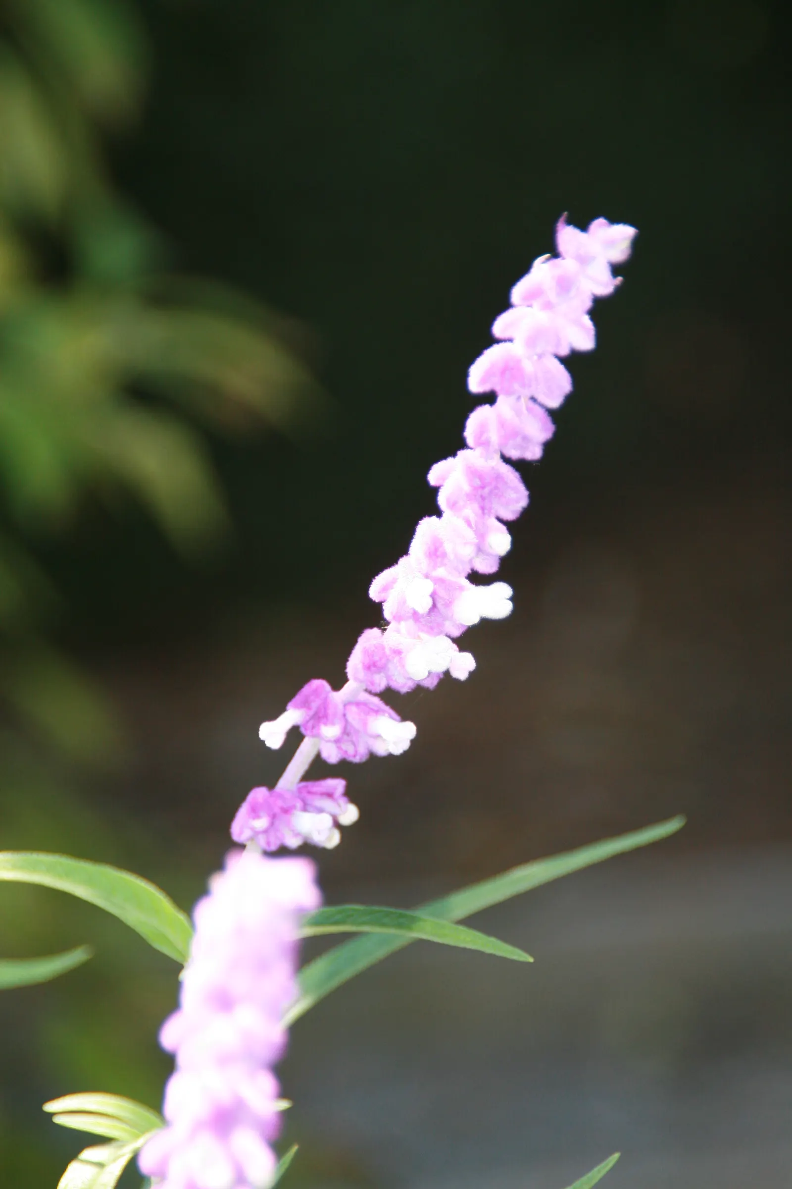 Mexican Sage (Salvia Leucantha) — It typically achieves an impressive size; its long-blooming nature and showy flowers are ideal for borders, image 75