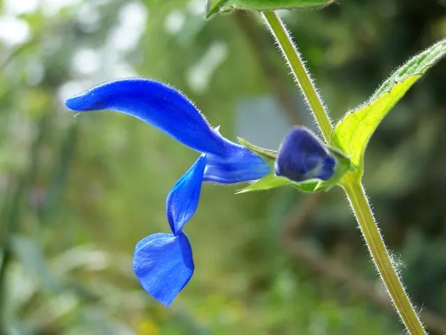 Mexican Sage (Salvia Leucantha) — the flowering period of the Mexican Sage extends from late summer well into fall; the Mexican Sage (Salivia, image 98
