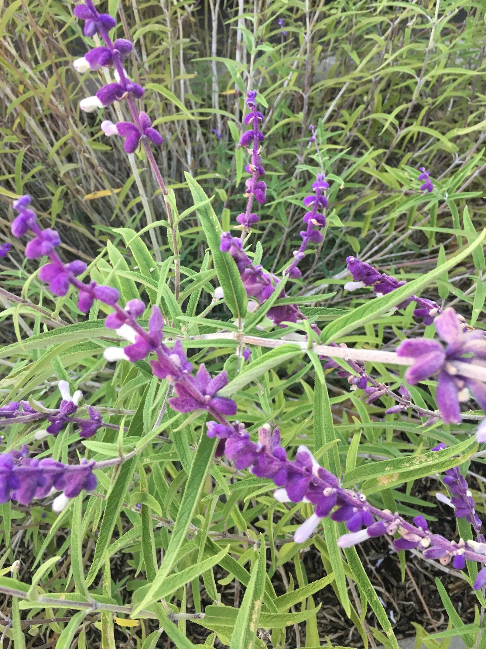 Mexican Sage (Salvia Leucantha) — Ideal for borders and hummingbird gardens, it requires well-draining soil and minimal care once established