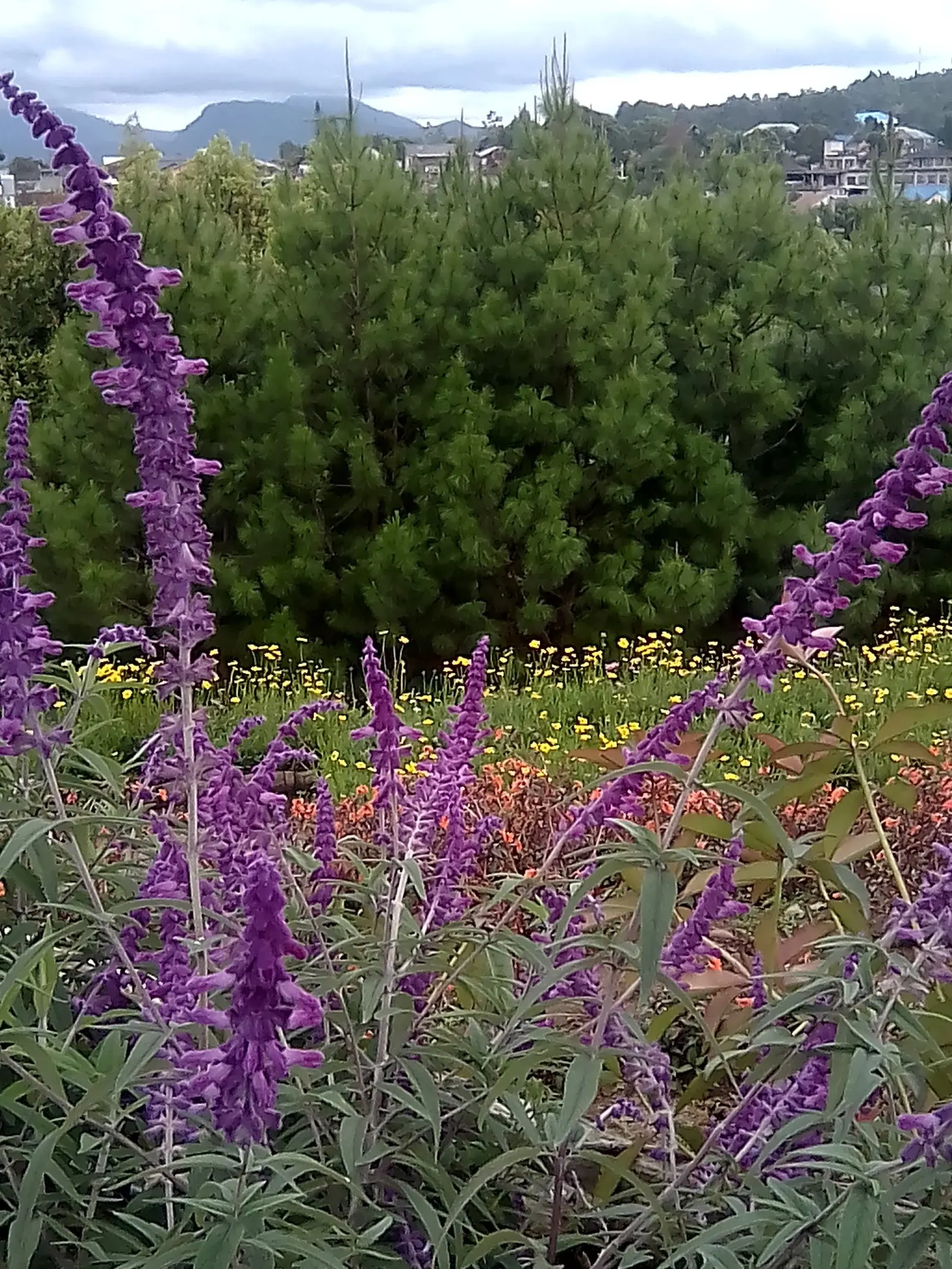 Mexican Sage (Salvia Leucantha) — It is a drought-tolerant species once established; with a rich green color on the upper surface and a white to pale green