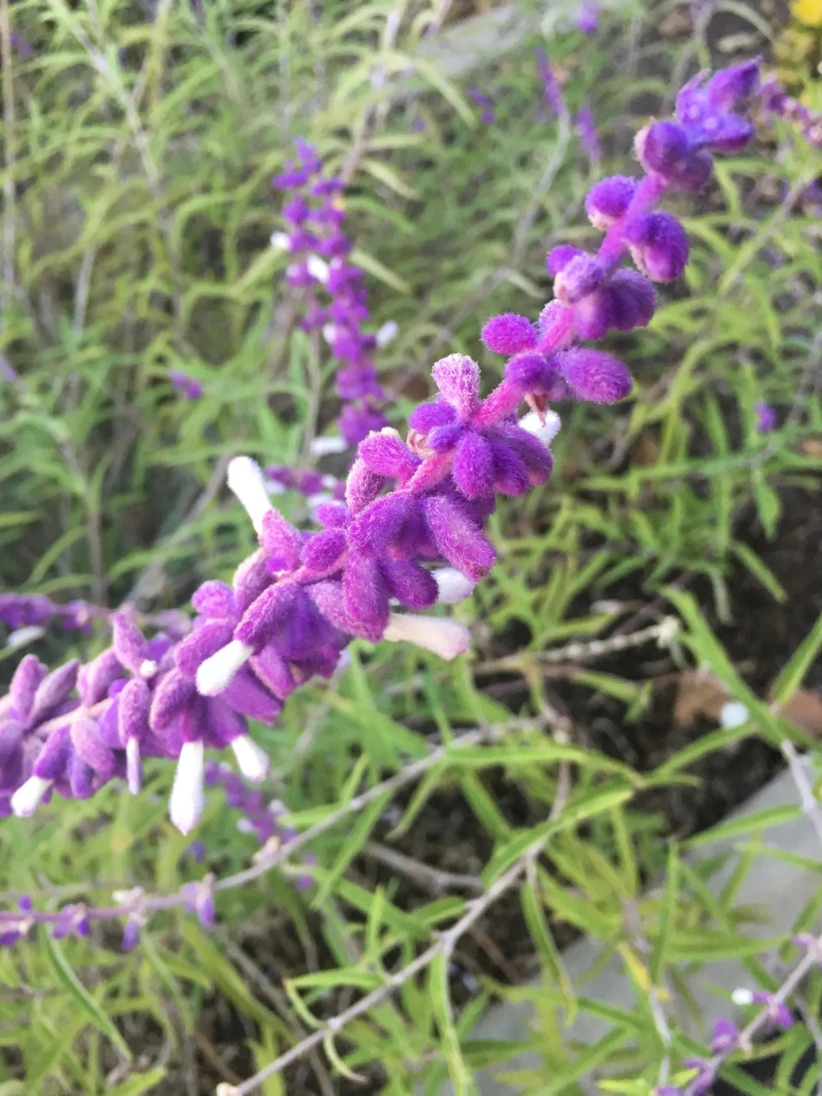 Mexican Sage (Salvia Leucantha) — This drought-tolerant plant attracts pollinators with its late summer to fall blooms