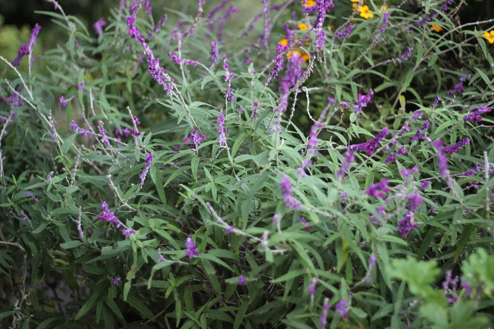 Mexican Sage (Salvia Leucantha) — It features velvety, purple inflorescences atop 18 to 36-inch stems, with a spread of 24 to 36 inches; providing, image 46