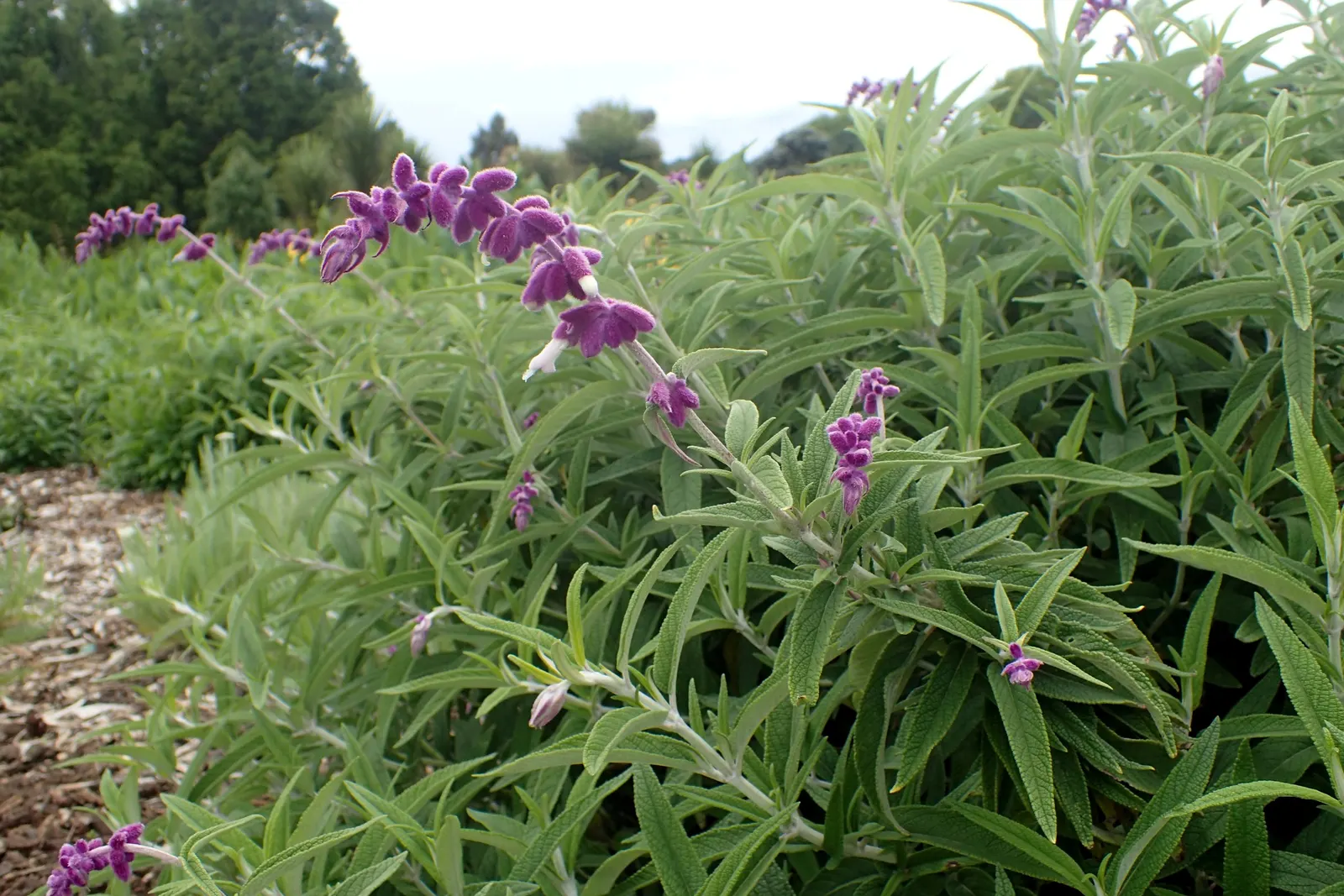 Mexican Sage (Salvia Leucantha) — The Mexican Sage (Salivia leucantha) is a vibrant perennial, flourishing in full sun to partial shade; ideal for, image 45