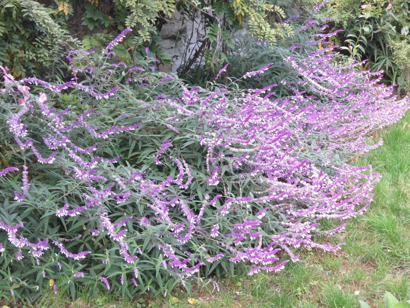 Mexican Sage (Salvia Leucantha) — shrub with purple blooms; these flower spikes can reach up to 10 to 12 inches in length, image 87