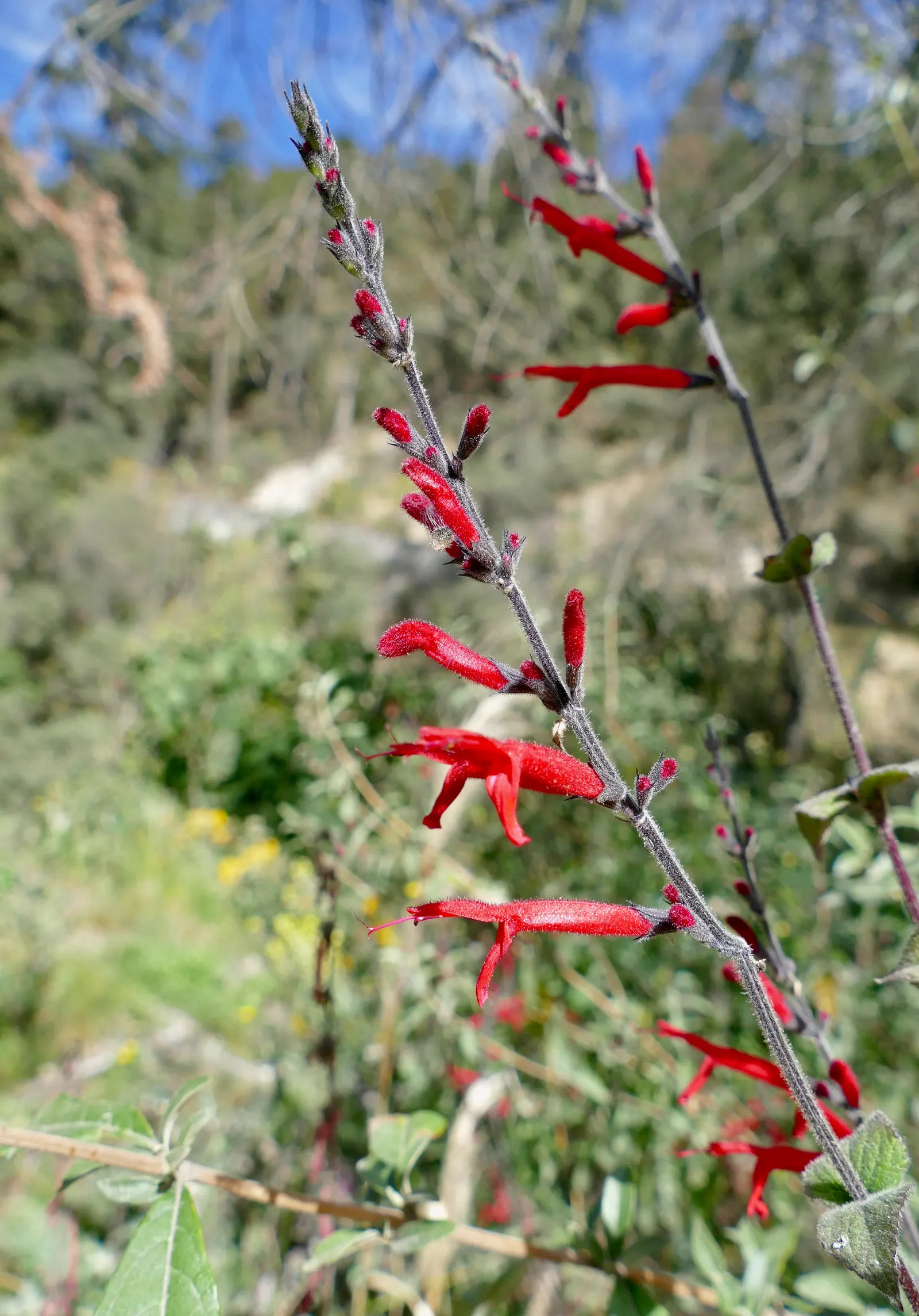 Mexican Sage (Salvia Leucantha) — shrub for full or half; be sure to give this plant space to spread and show off its full beauty