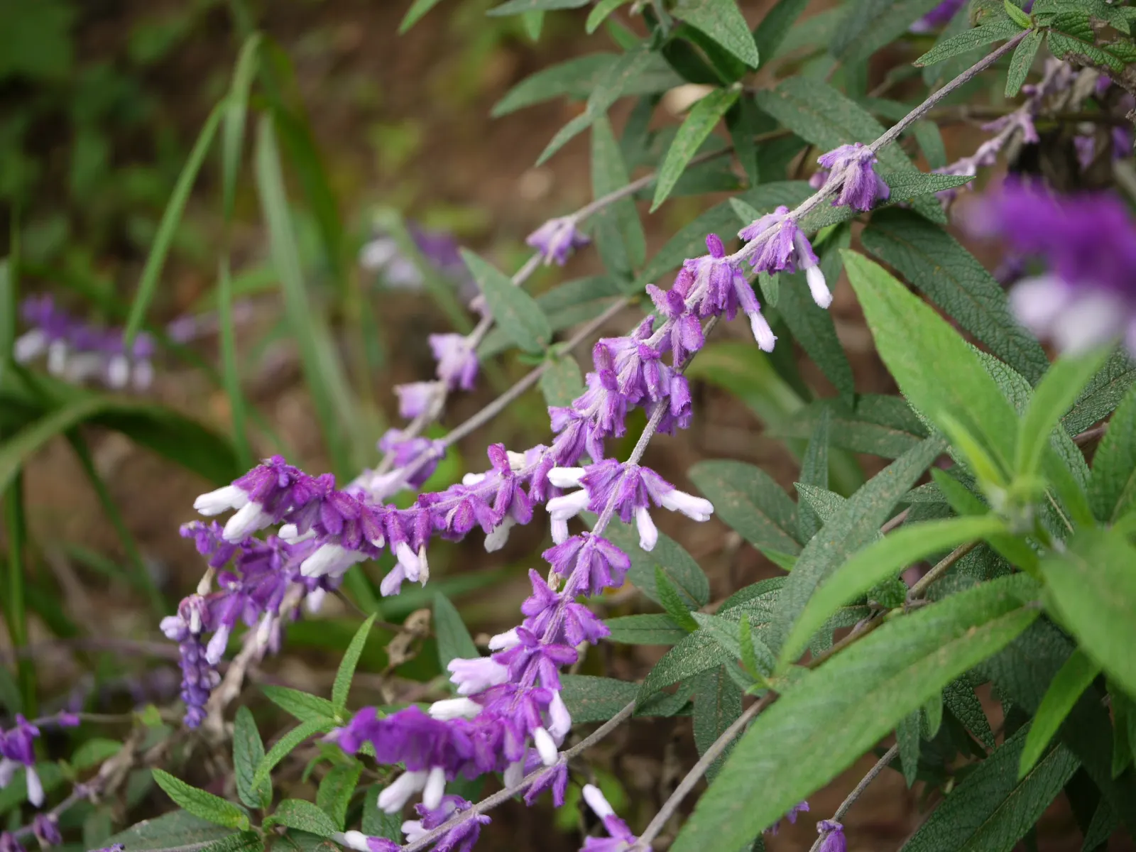 Mexican Sage (Salvia Leucantha) — purple flowers in the garden; the Mexican Sage, or Salvia leucantha, is a robust perennial known for its vibrant, image 64