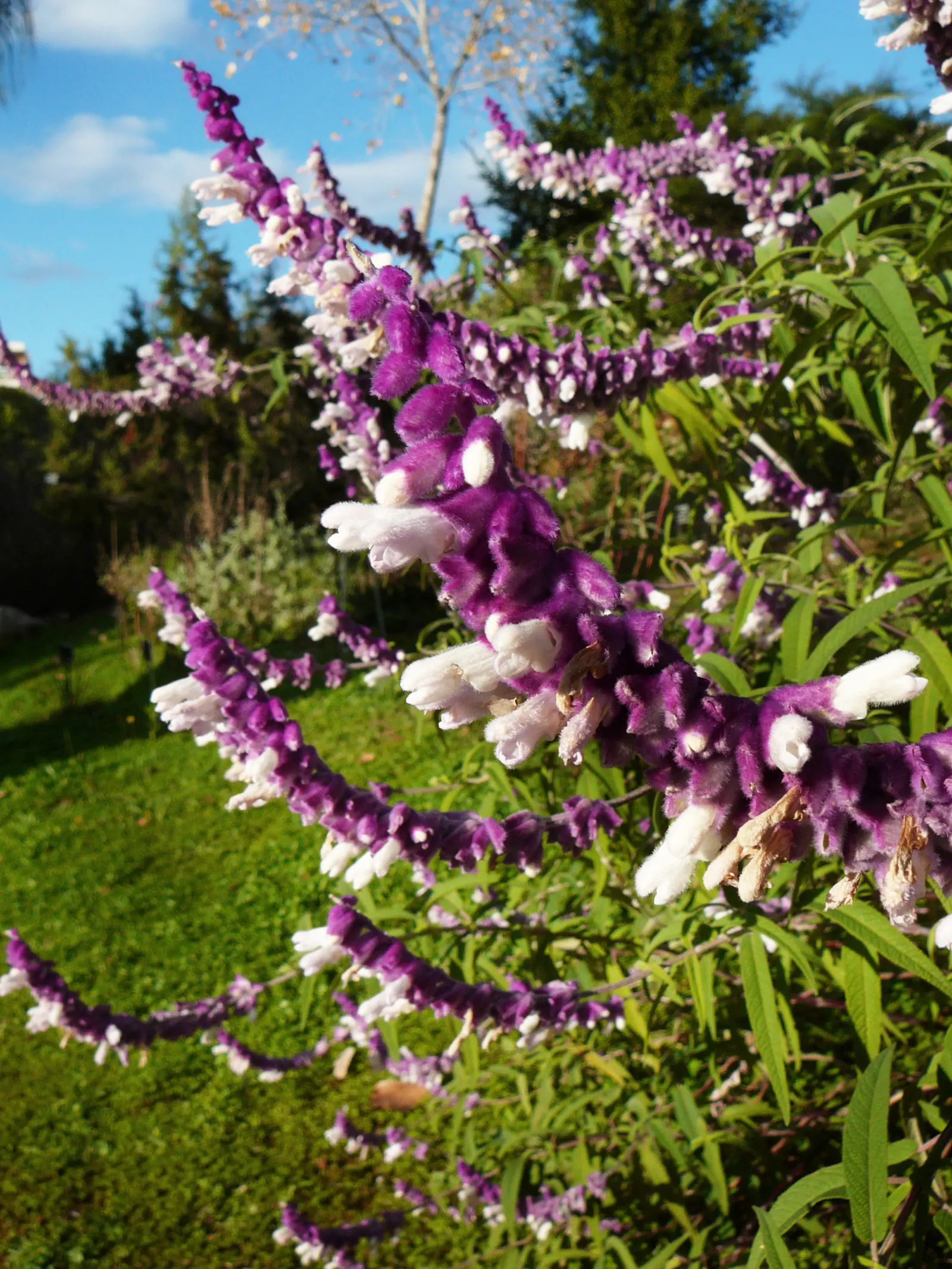 Mexican Sage (Salvia Leucantha) — and as attractants for pollinators such as bees; with its origin in Mexico and Central America