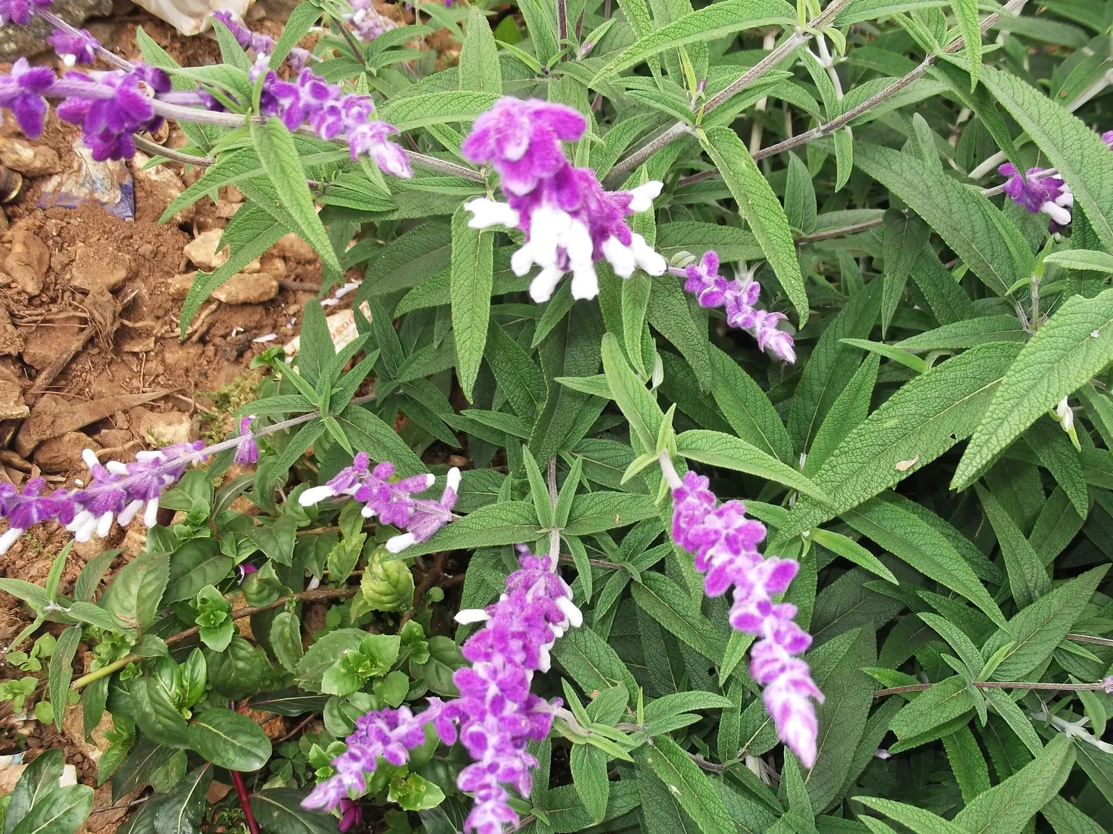 Mexican Sage (Salvia Leucantha) — providing a prolonged season of visual interest; thriving in USDA zones 8 to 10, image 77