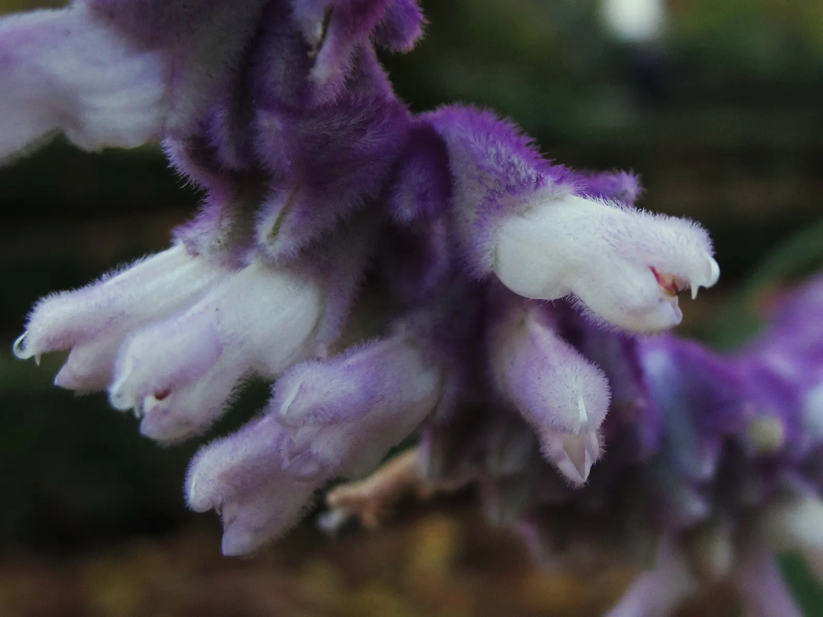 Mexican Sage (Salvia Leucantha) — purple flowers in the garden; the Mexican Sage, or Salvia leucantha, is a robust perennial known for its vibrant and