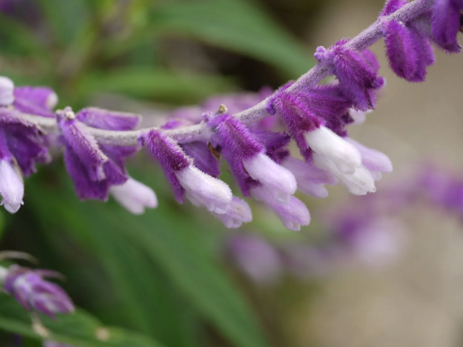 Mexican Sage (Salvia Leucantha) — providing a prolonged season of visual interest; thriving in USDA zones 8 to 10