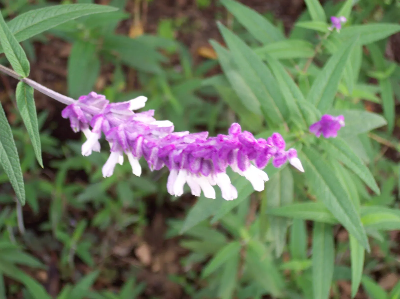 Mexican Sage (Salvia Leucantha) — the flowering period of the Mexican Sage extends from late summer well into fall; the Mexican Sage (Salivia, image 54