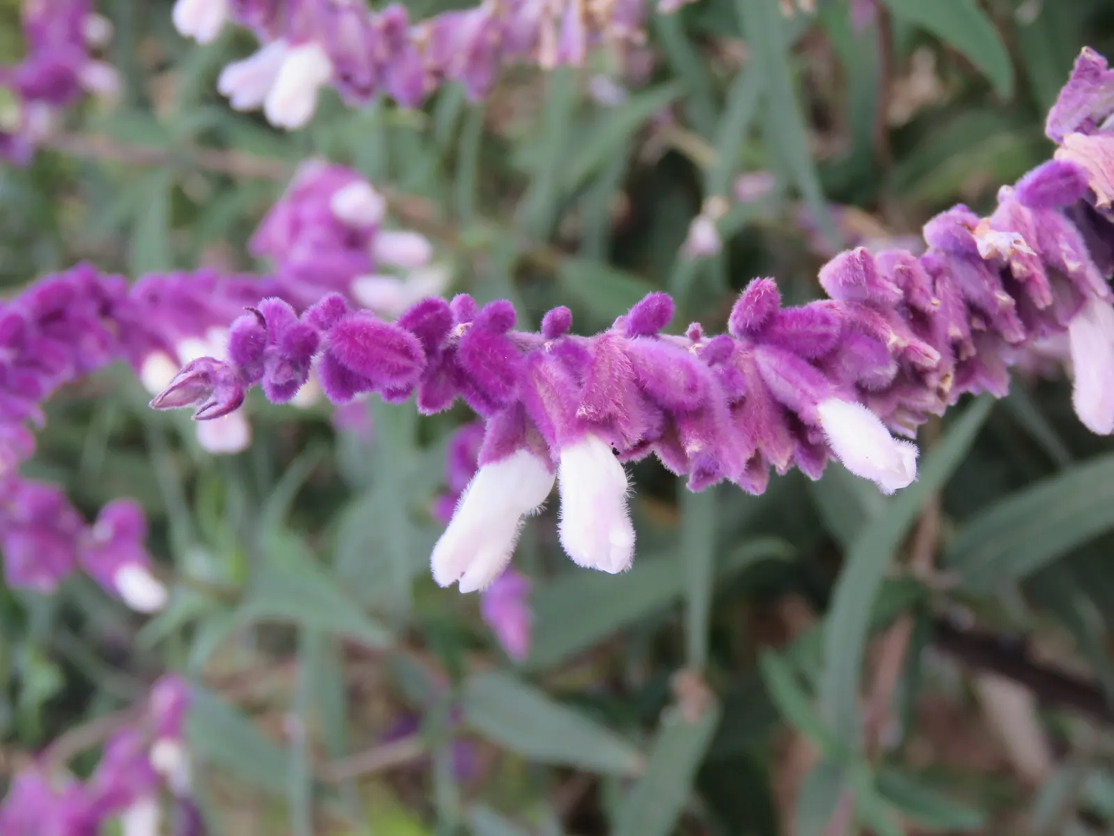 Mexican Sage (Salvia Leucantha) — shrub for full or half; be sure to give this plant space to spread and show off its full beauty, image 88