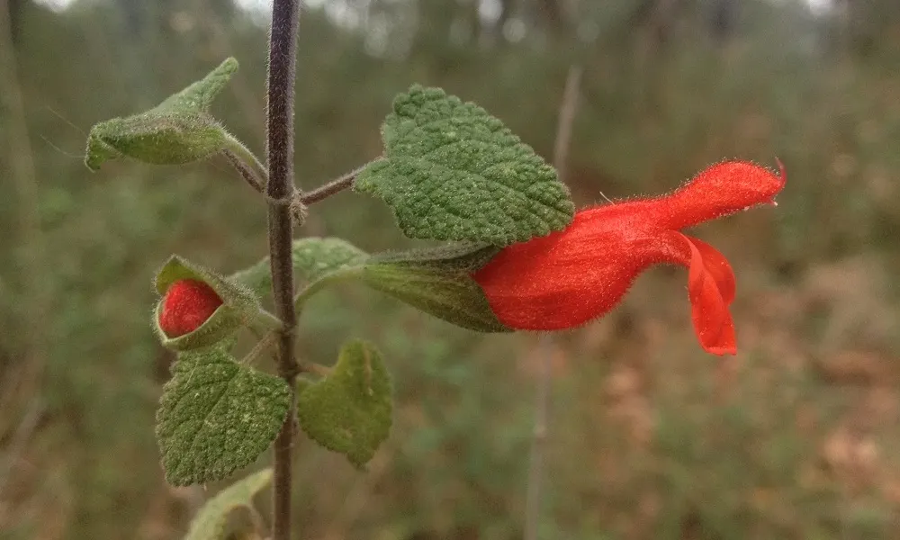 Mexican Sage (Salvia Leucantha) — thriving in USDA zones 8 to 10; it typically achieves an impressive size, image 96