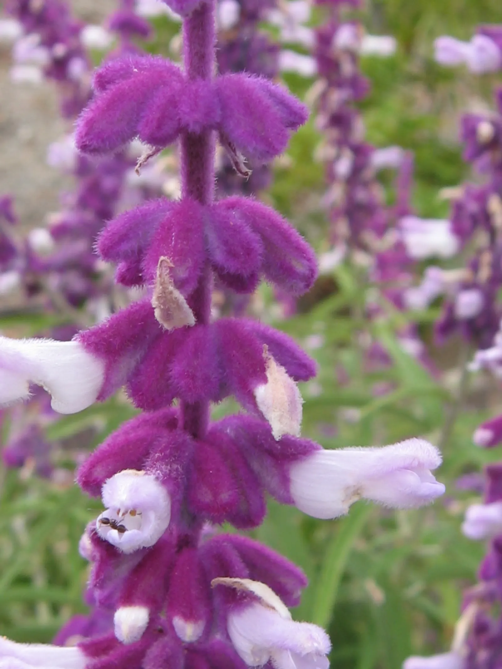 Mexican Sage (Salvia Leucantha) — This drought-tolerant plant attracts pollinators with its late summer to fall blooms; pruning back old flowers, image 47