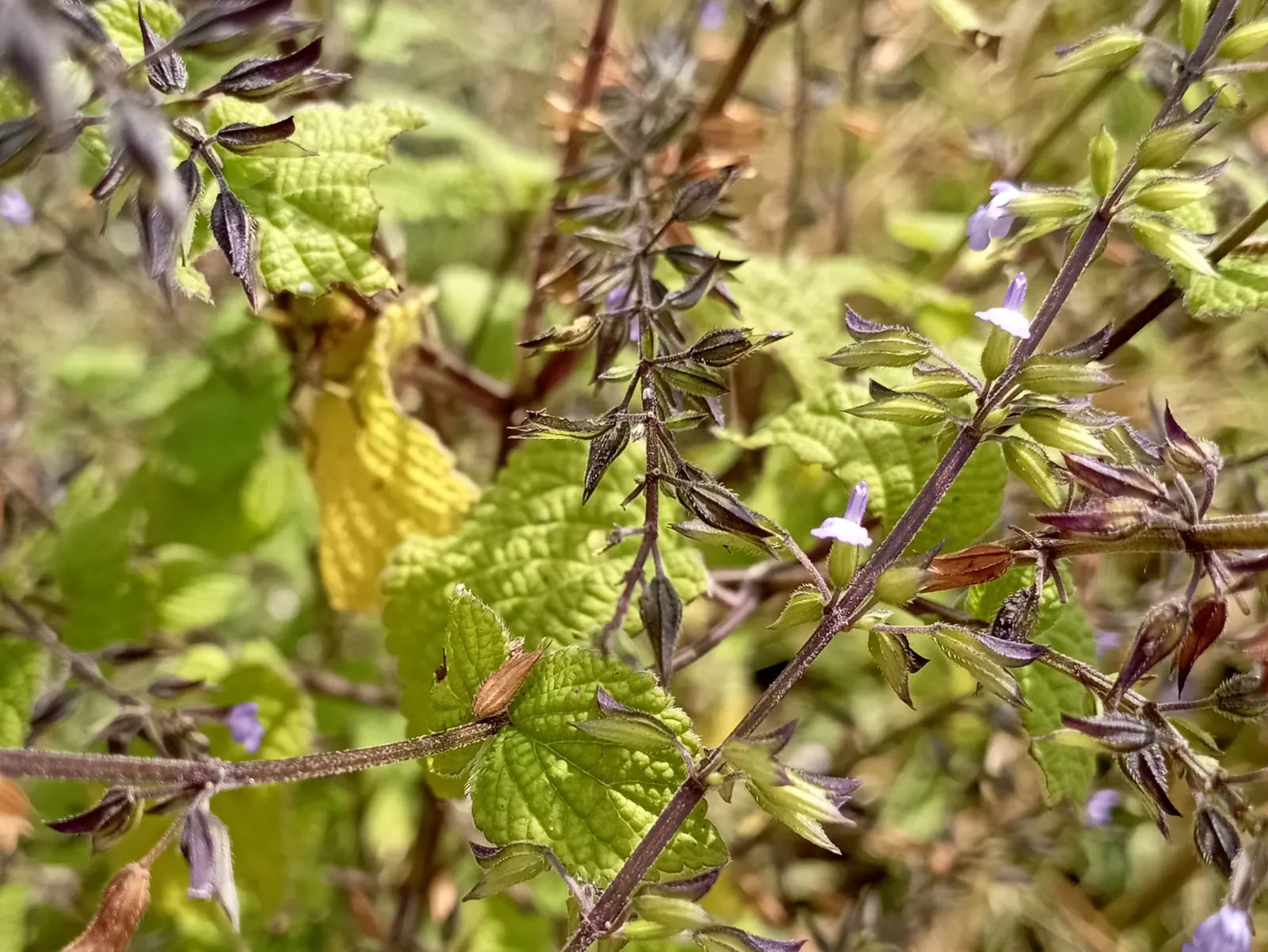 Mexican Sage (Salvia Leucantha) — with a rich green color on the upper surface and a white to pale green underside; this hardy plant has become a, image 102