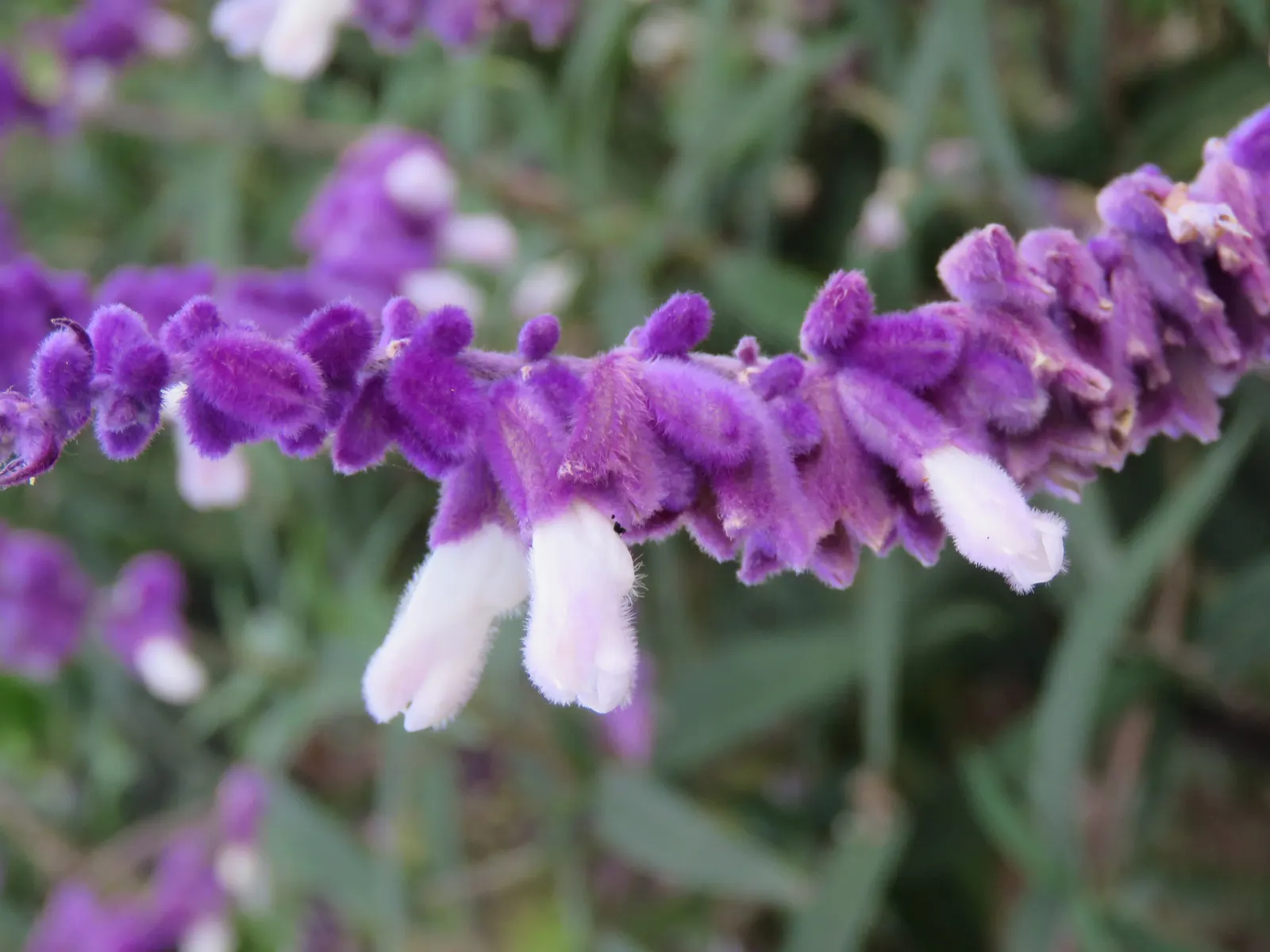Mexican Sage (Salvia Leucantha) — It features velvety, purple inflorescences atop 18 to 36-inch stems, with a spread of 24 to 36 inches; providing, image 90
