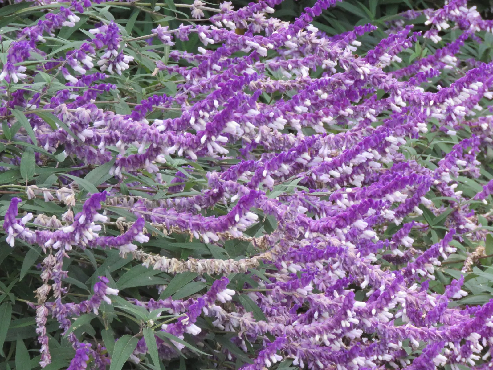 Mexican Sage (Salvia Leucantha) — The Mexican Sage (Salivia leucantha) is a vibrant perennial, flourishing in full sun to partial shade; ideal for, image 89