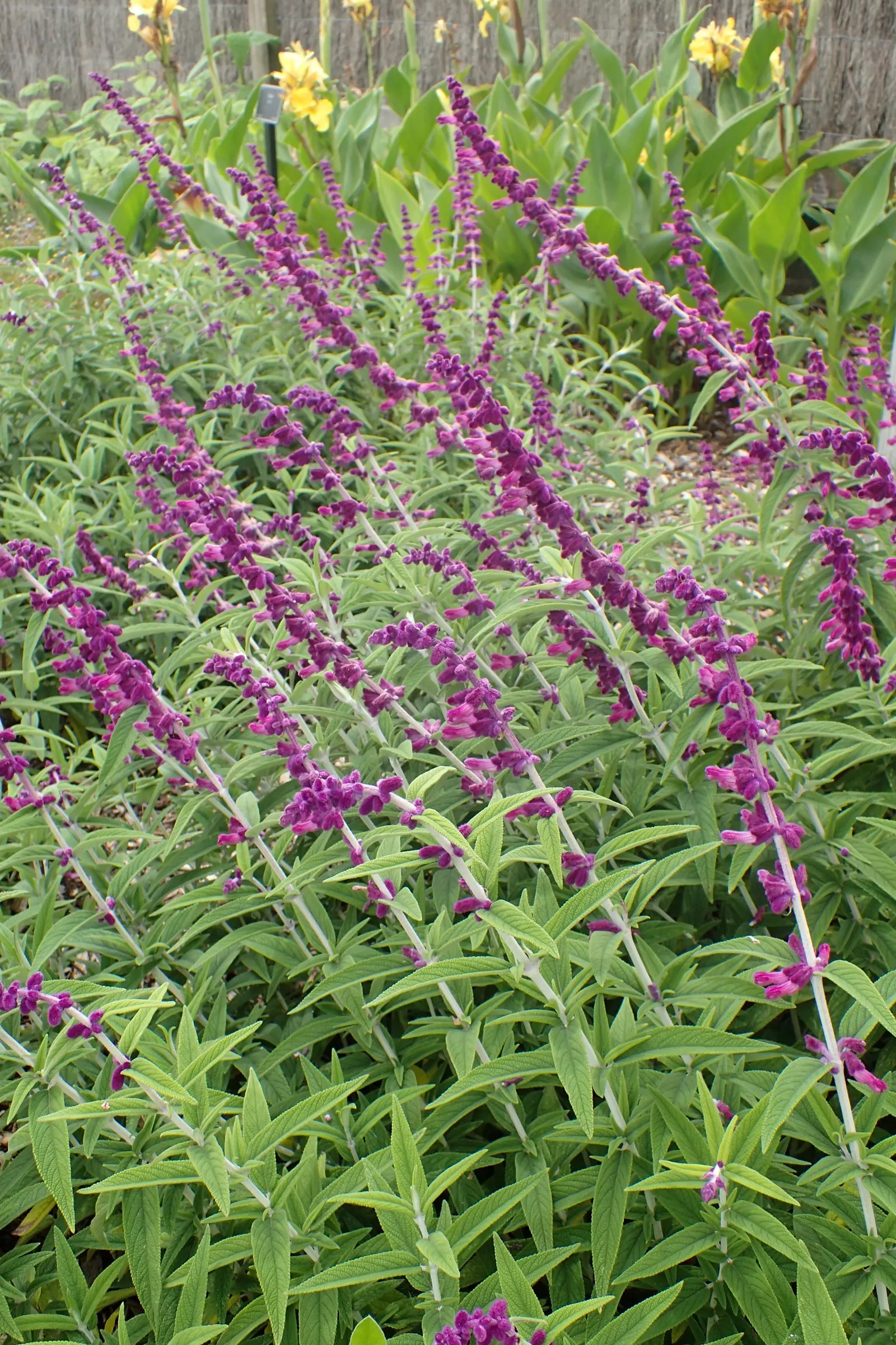 Mexican Sage (Salvia Leucantha) — thriving in USDA zones 8 to 10; it typically achieves an impressive size, image 52