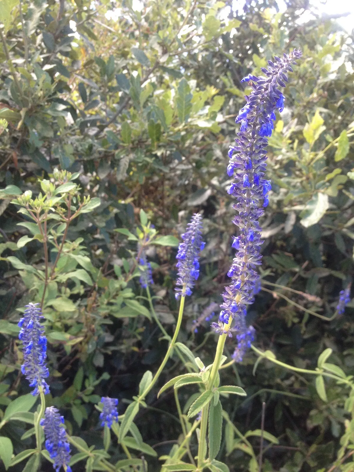 Mexican Sage (Salvia Leucantha) — Its long-blooming nature and showy flowers are ideal for borders; shrub with purple blooms, image 104