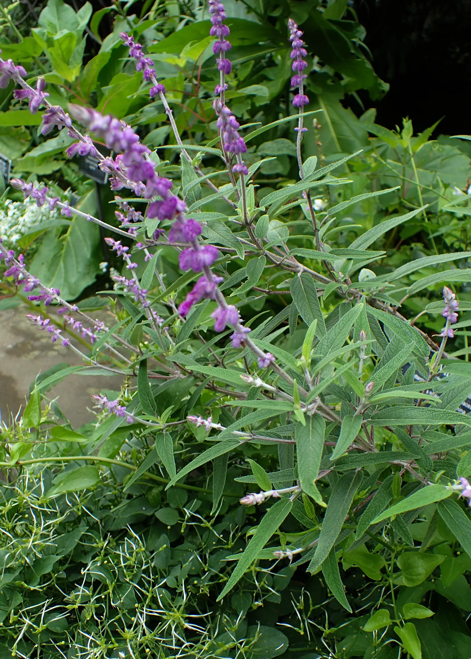 Mexican Sage (Salvia Leucantha) — It typically achieves an impressive size; its long-blooming nature and showy flowers are ideal for borders