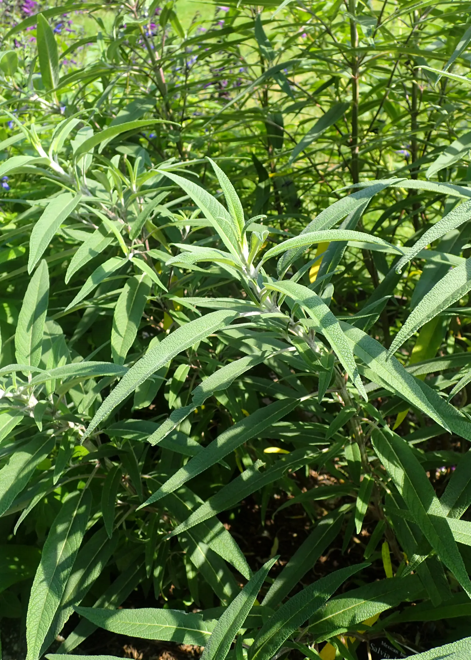 Mexican Sage (Salvia Leucantha) — shrub with purple blooms; these flower spikes can reach up to 10 to 12 inches in length