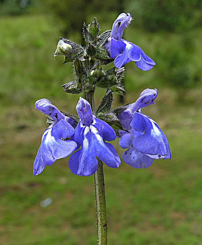 Mexican Sage (Salvia Leucantha) — Be sure to give this plant space to spread and show off its full beauty; purple flowers in the garden, image 85