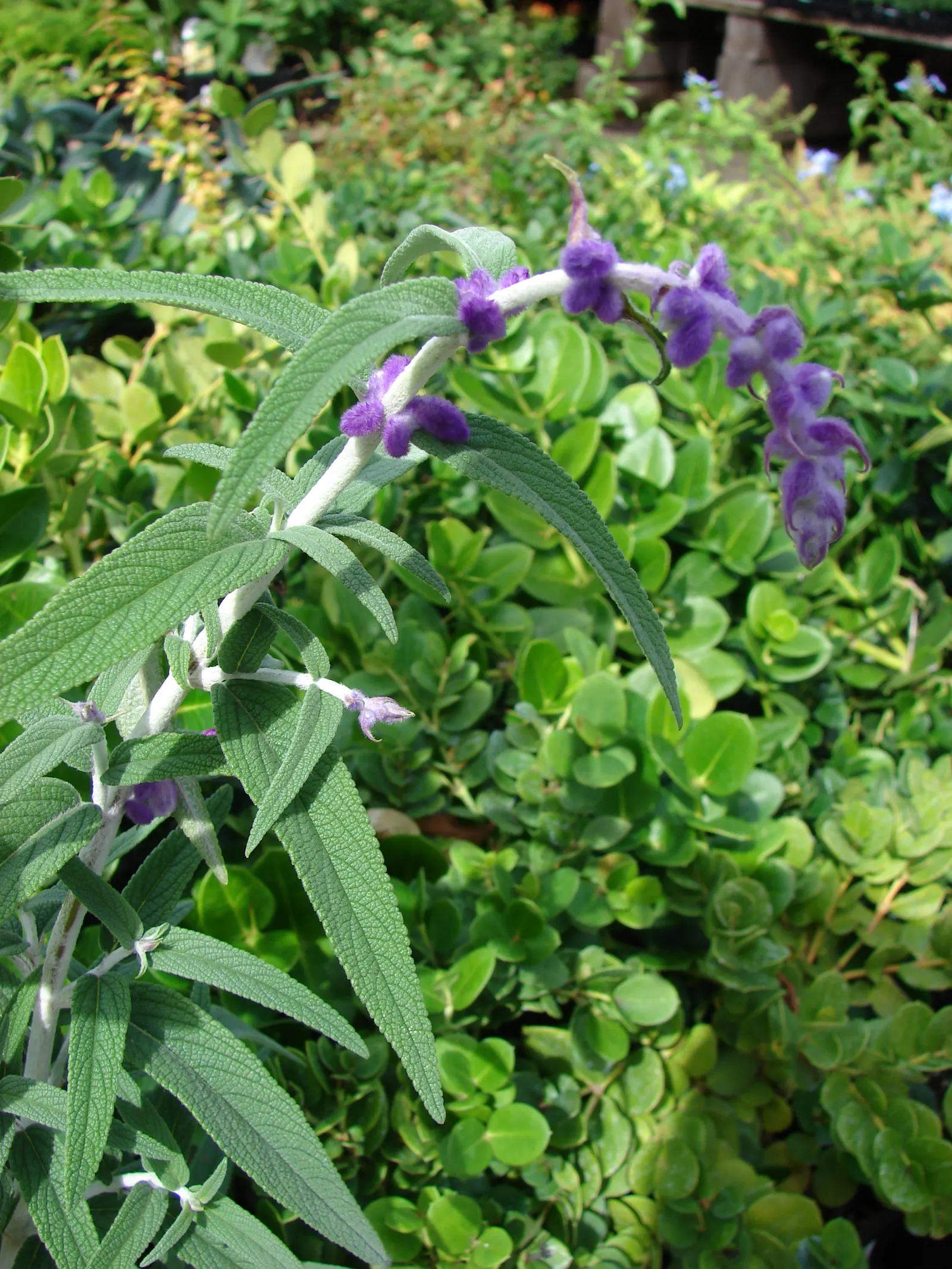 Mexican Sage (Salvia Leucantha) — The Mexican Sage (Salivia leucantha) is a vibrant perennial, flourishing in full sun to partial shade; ideal for borders and