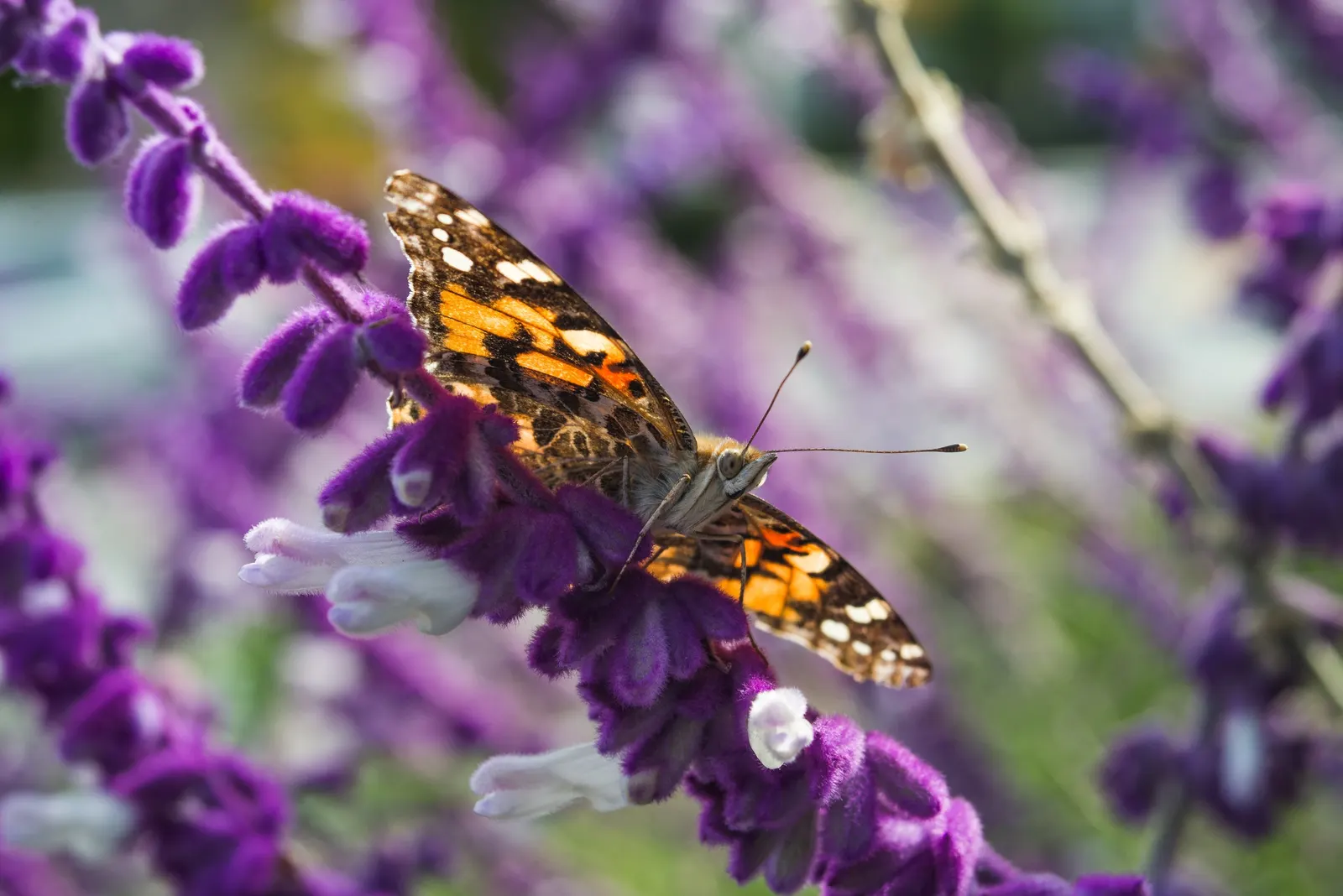 Mexican Sage (Salvia Leucantha) — providing a prolonged season of visual interest