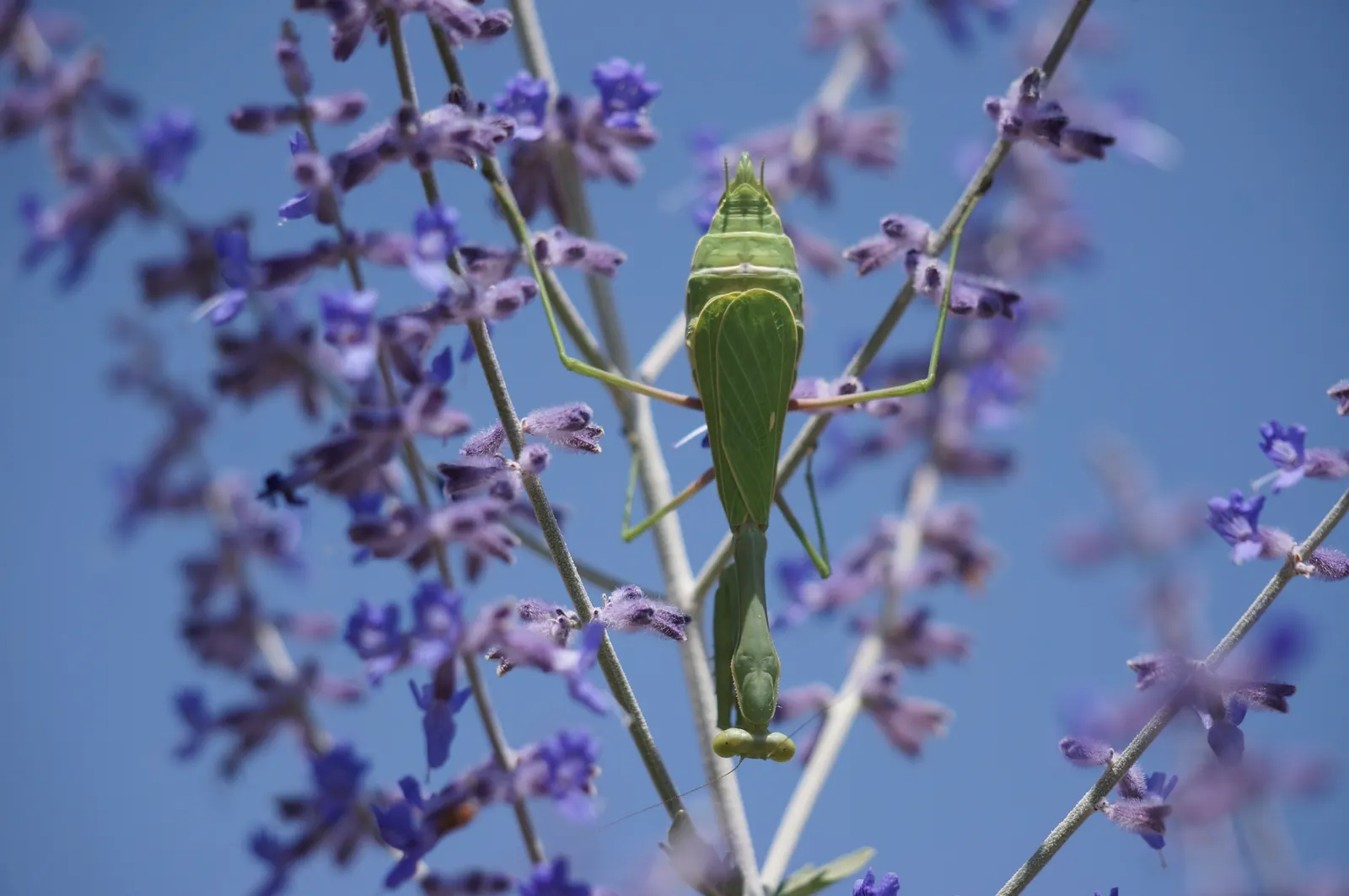 Mexican Sage (Salvia Leucantha) — shrub for full or half; be sure to give this plant space to spread and show off its full beauty, image 66