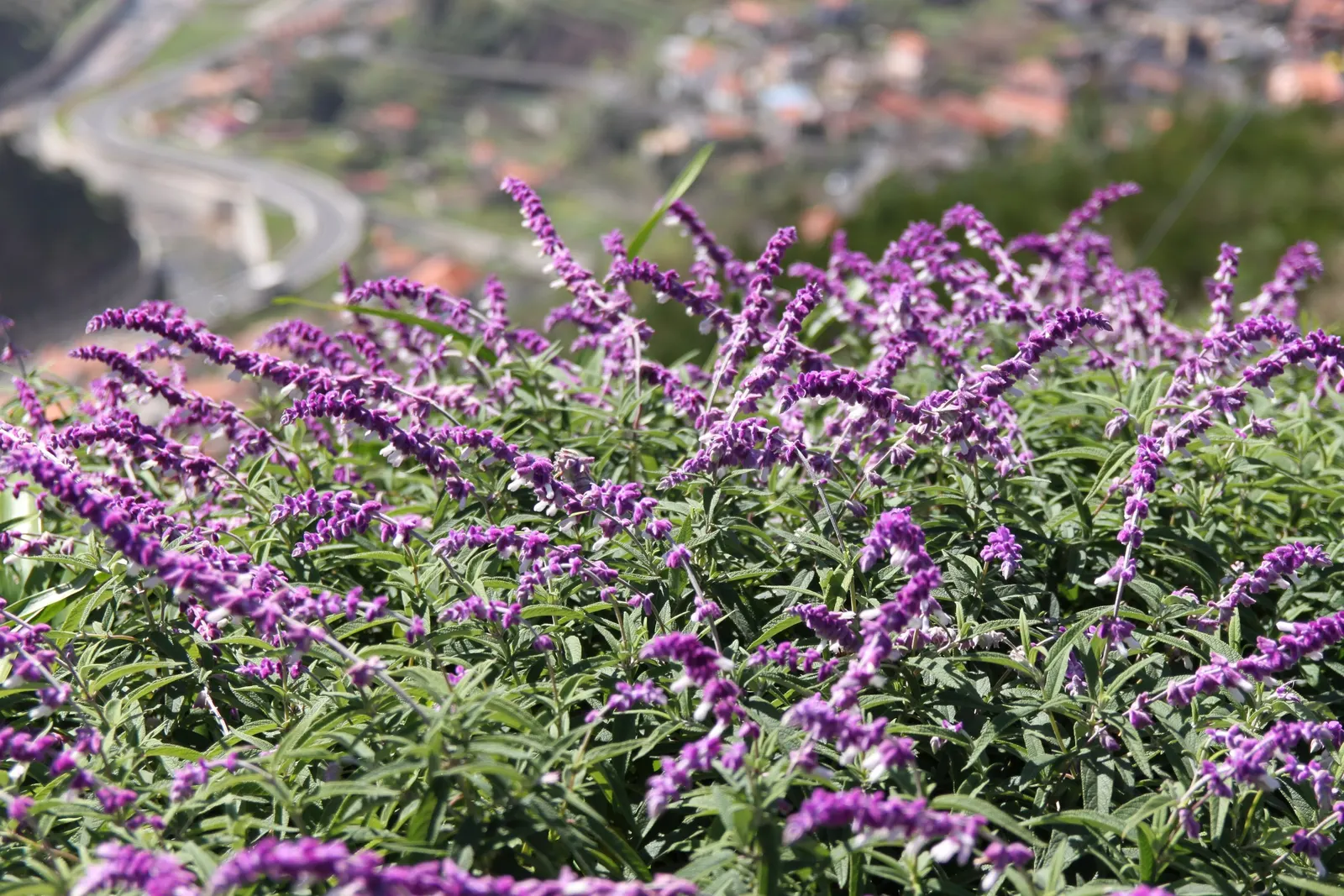 Mexican Sage (Salvia Leucantha) — It features velvety, purple inflorescences atop 18 to 36-inch stems, with a spread of 24 to 36 inches; providing, image 68