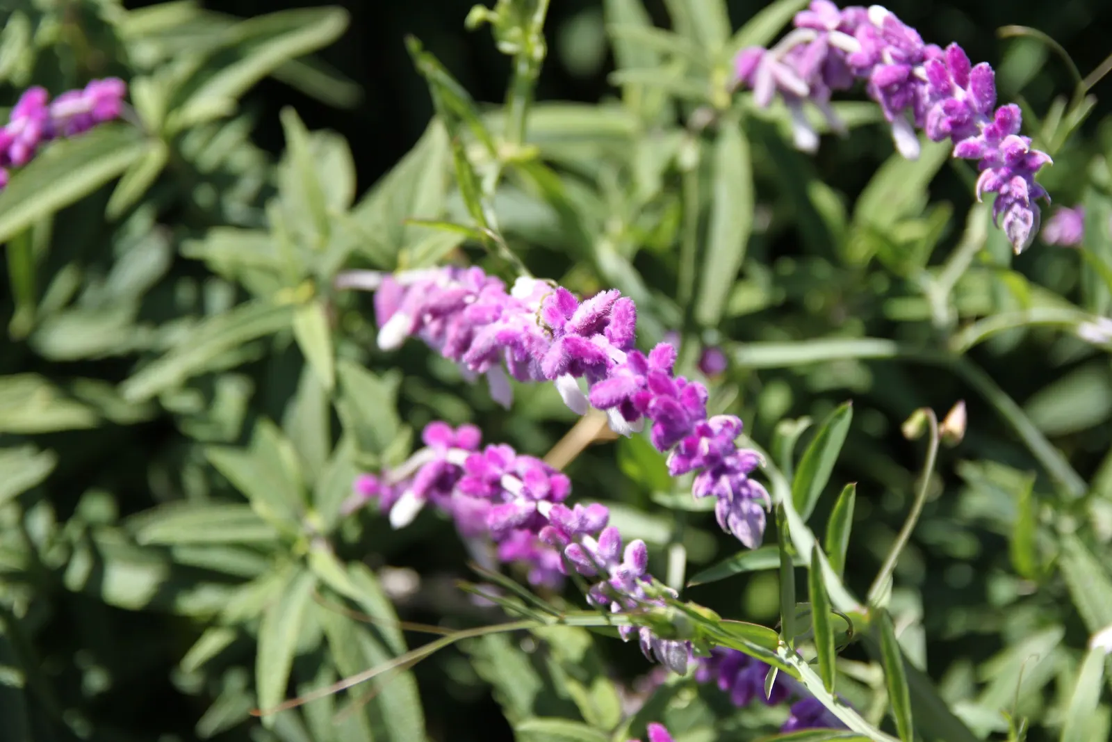 Mexican Sage (Salvia Leucantha) — The Mexican Sage (Salivia leucantha) is a vibrant perennial, flourishing in full sun to partial shade; ideal for, image 67