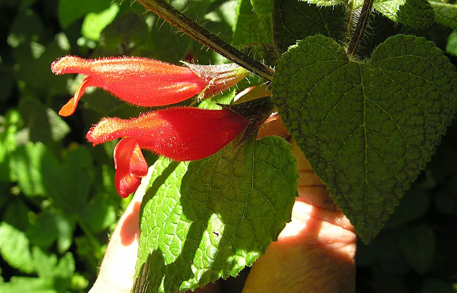 Mexican Sage (Salvia Leucantha) — with a rich green color on the upper surface and a white to pale green underside; this hardy plant has become a, image 58
