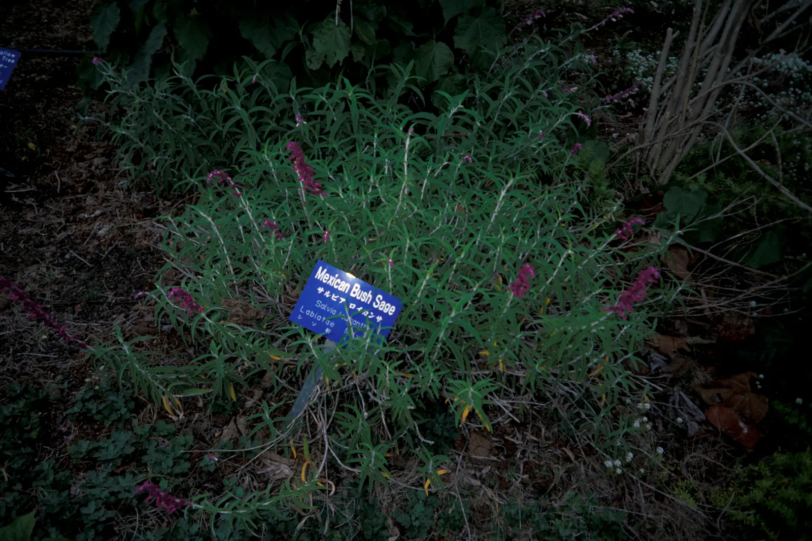 Mexican Sage (Salvia Leucantha) — shrub with purple blooms