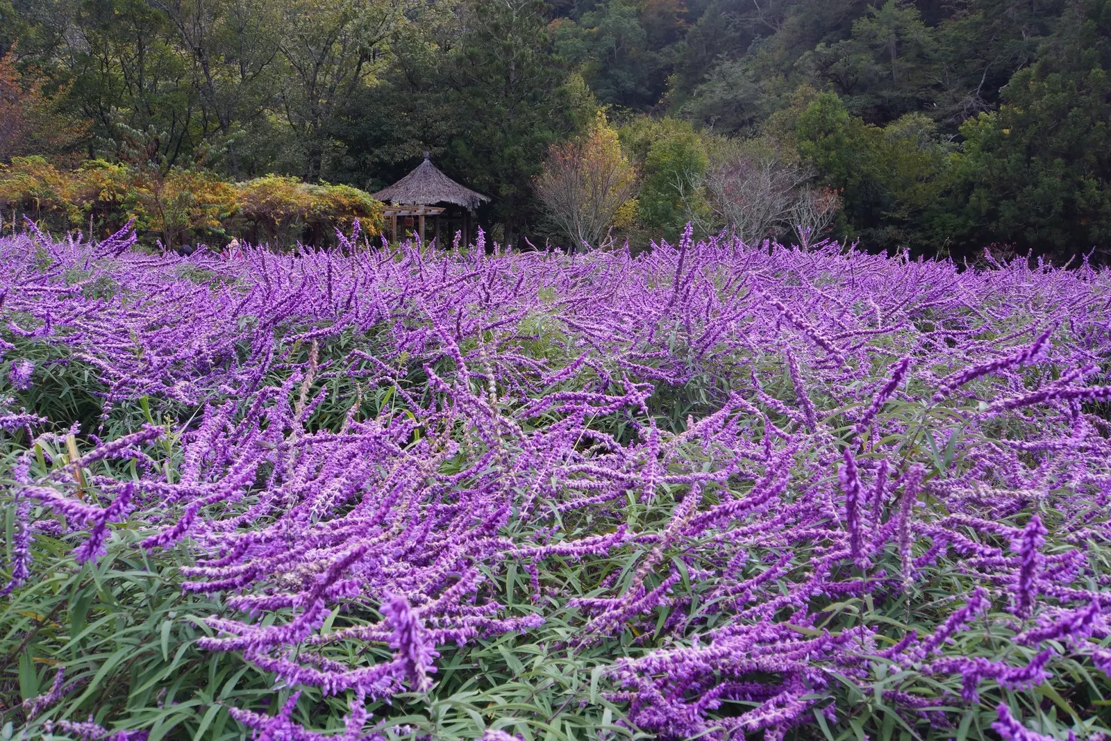 Mexican Sage (Salvia Leucantha) — Pruning back old flowers can encourage reblooming and maintain plant vigor; featuring linear leaves that grow up, image 62