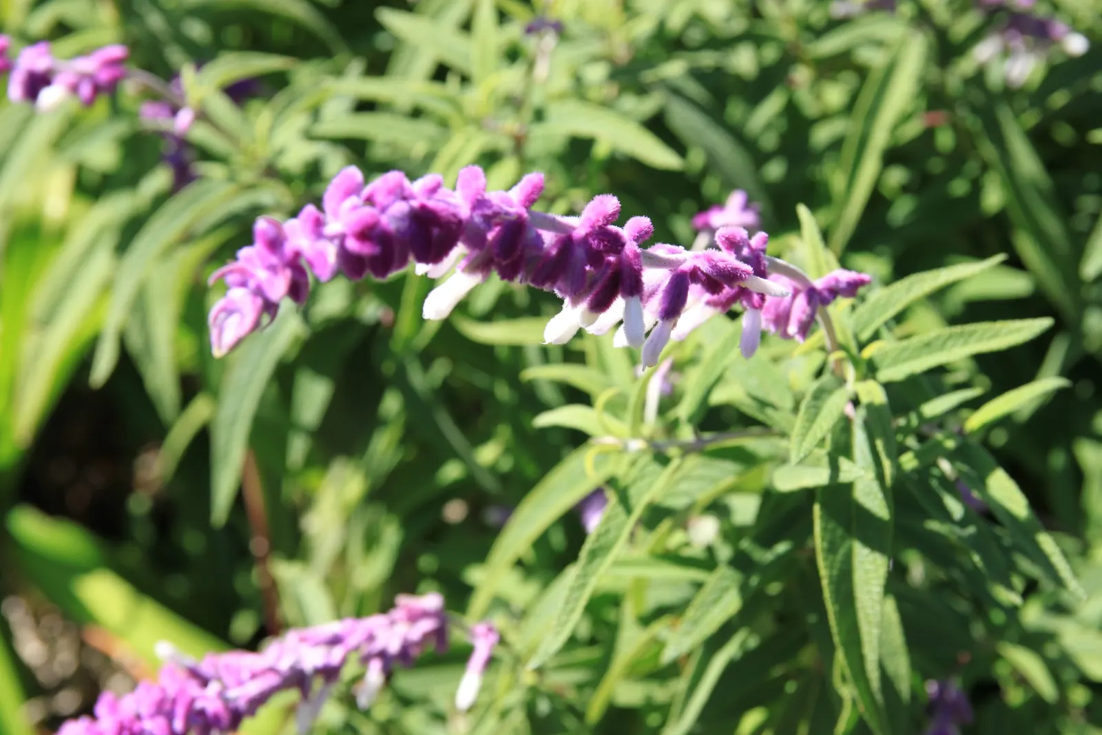 Mexican Sage (Salvia Leucantha) — shrub with purple blooms; these flower spikes can reach up to 10 to 12 inches in length, image 65
