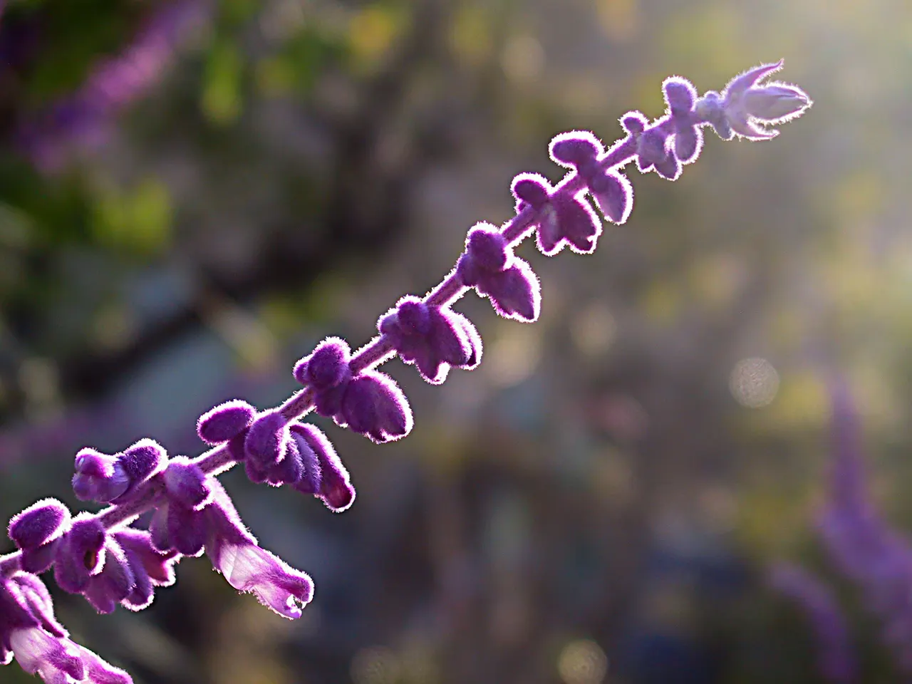 Mexican Sage (Salvia Leucantha) — thriving in USDA zones 8 to 10