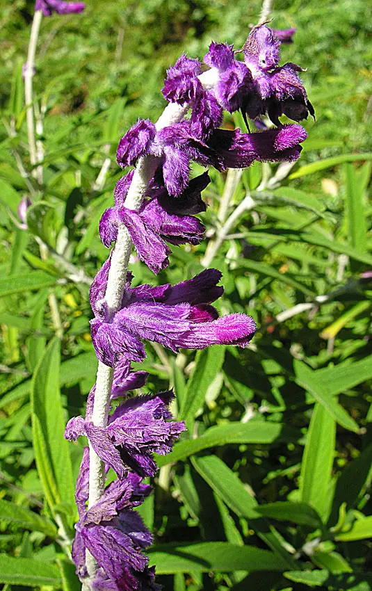 Mexican Sage (Salvia Leucantha) — It is a drought-tolerant species once established; with a rich green color on the upper surface and a white to, image 59