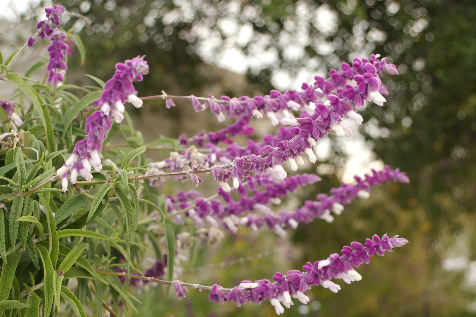 Mexican Sage (Salvia Leucantha) — this hardy plant has become a favorite in a variety of climates