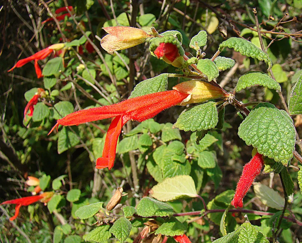 Mexican Sage (Salvia Leucantha) — Ideal for borders and hummingbird gardens, it requires well-draining soil and minimal care once established; this, image 70