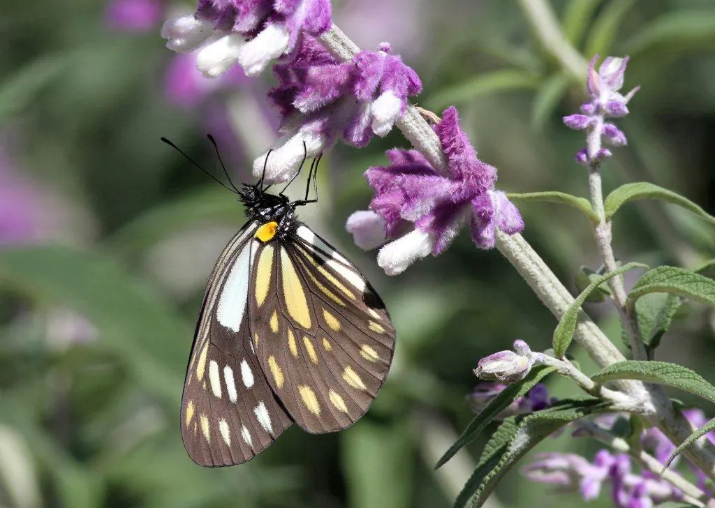 Mexican Sage (Salvia Leucantha) — It is a drought-tolerant species once established