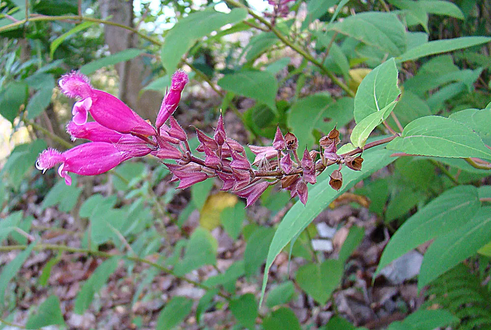 Mexican Sage (Salvia Leucantha) — The Mexican Sage, or Salvia leucantha, is a robust perennial known for its vibrant and distinctive display; the, image 71