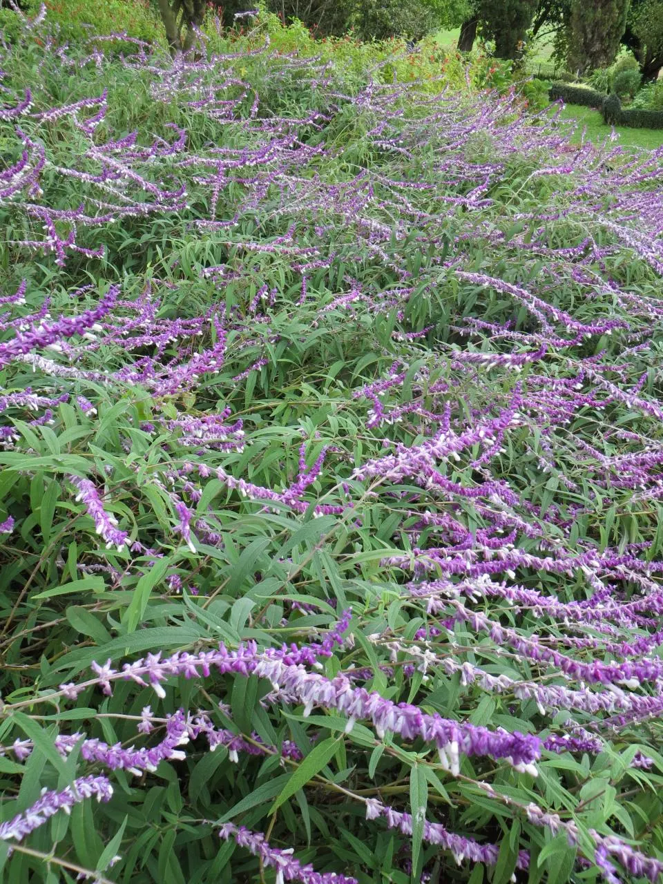 Mexican Sage (Salvia Leucantha) — and as attractants for pollinators such as bees
