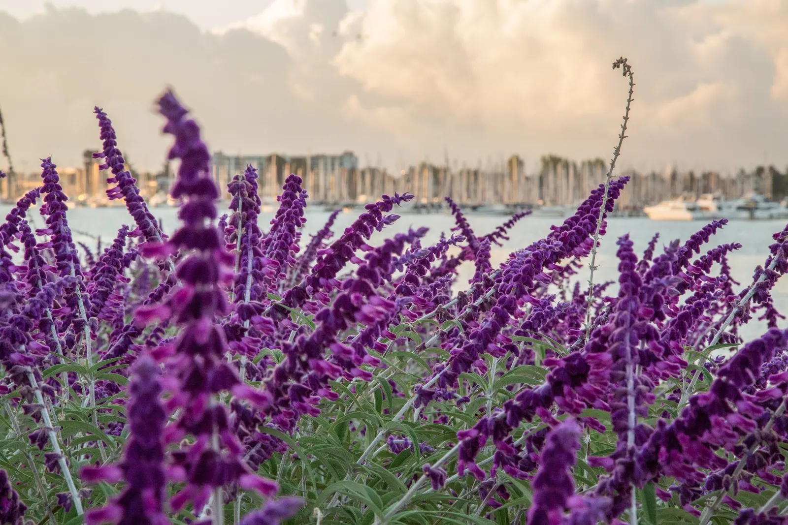 Mexican Sage (Salvia Leucantha) — Ideal for borders and hummingbird gardens, it requires well-draining soil and minimal care once established; this