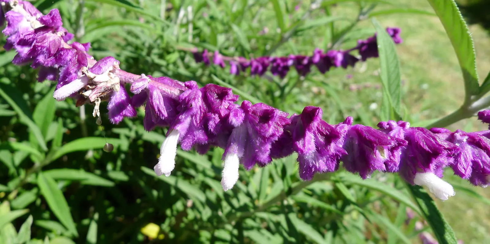 Mexican Sage (Salvia Leucantha) — Pruning back old flowers can encourage reblooming and maintain plant vigor
