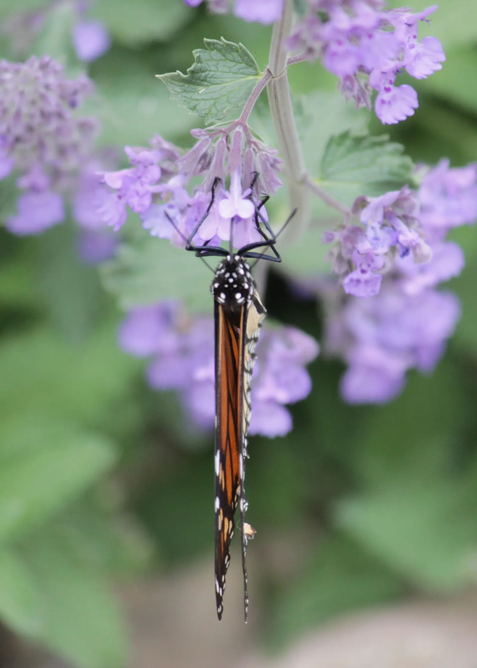 Mexican Sage (Salvia Leucantha) — This drought-tolerant plant attracts pollinators with its late summer to fall blooms; pruning back old flowers, image 69