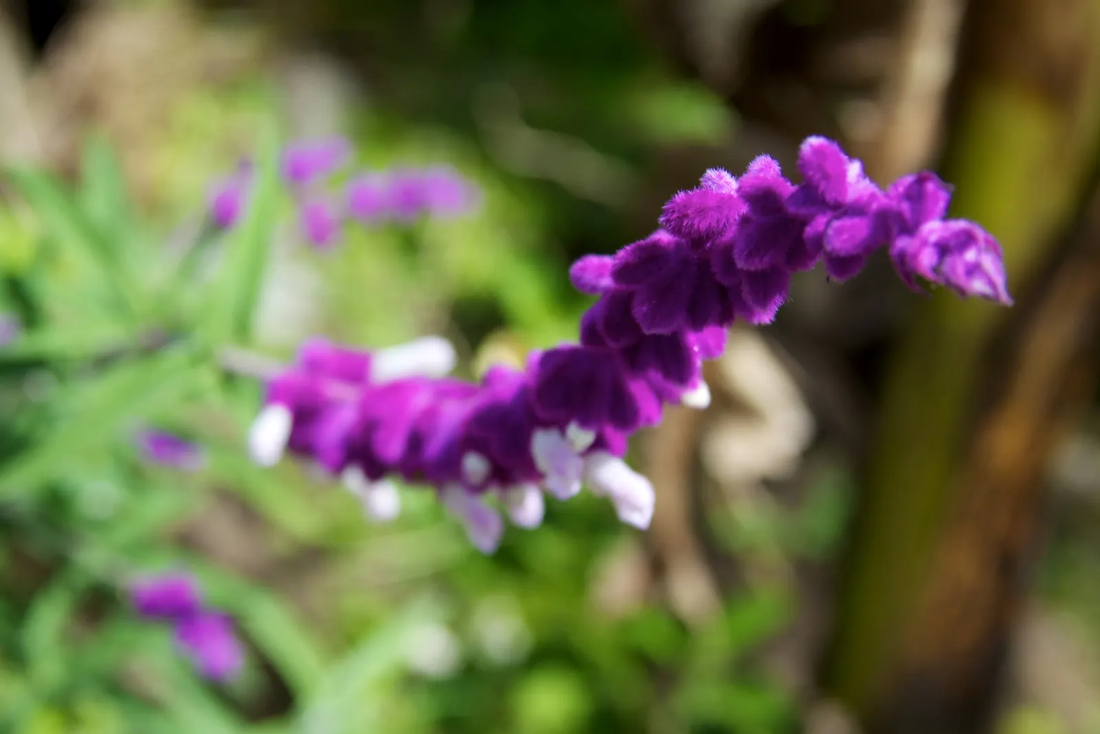 Mexican Sage (Salvia Leucantha) — Be sure to give this plant space to spread and show off its full beauty
