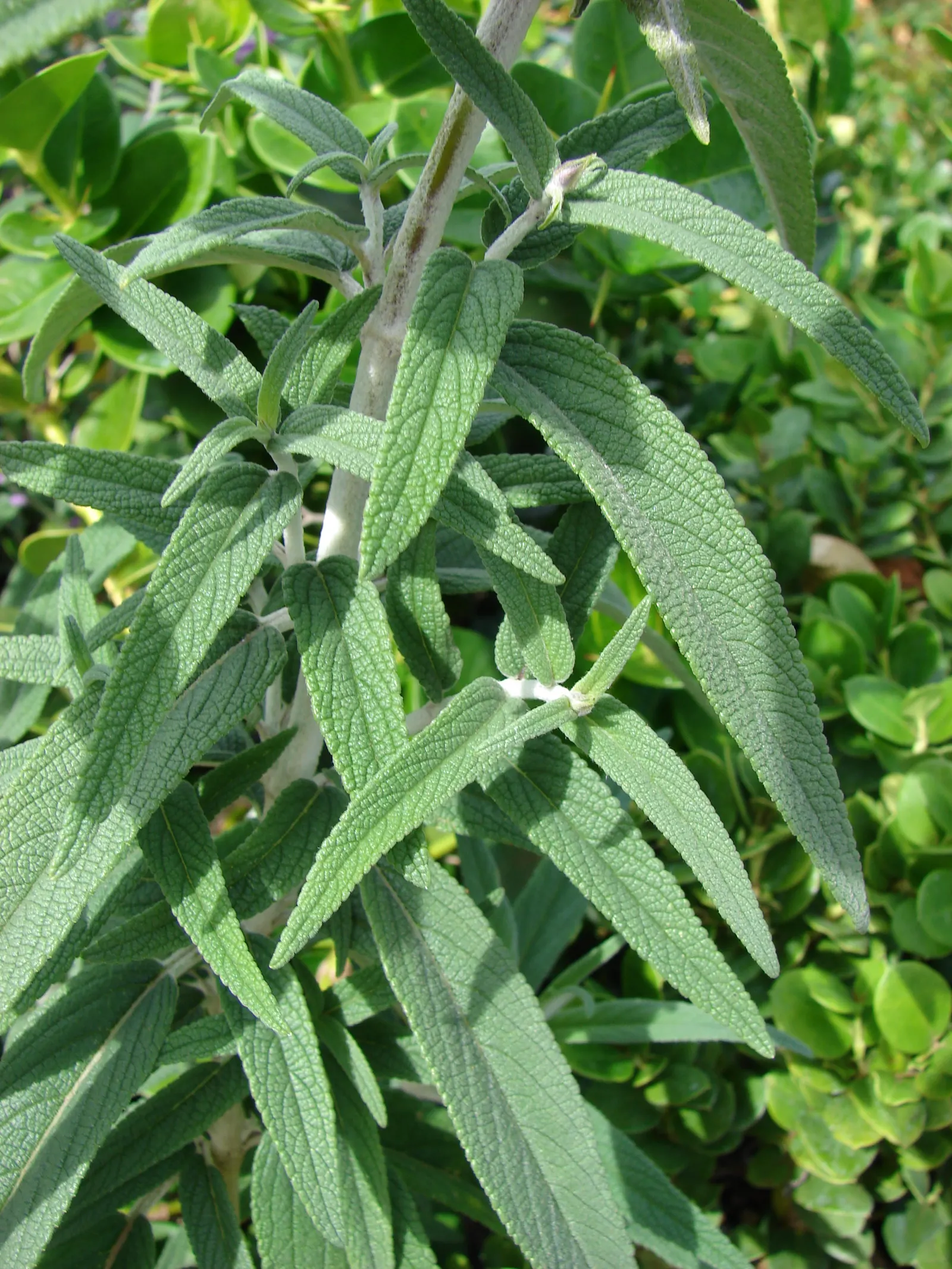 Mexican Sage (Salvia Leucantha) — These flower spikes can reach up to 10 to 12 inches in length