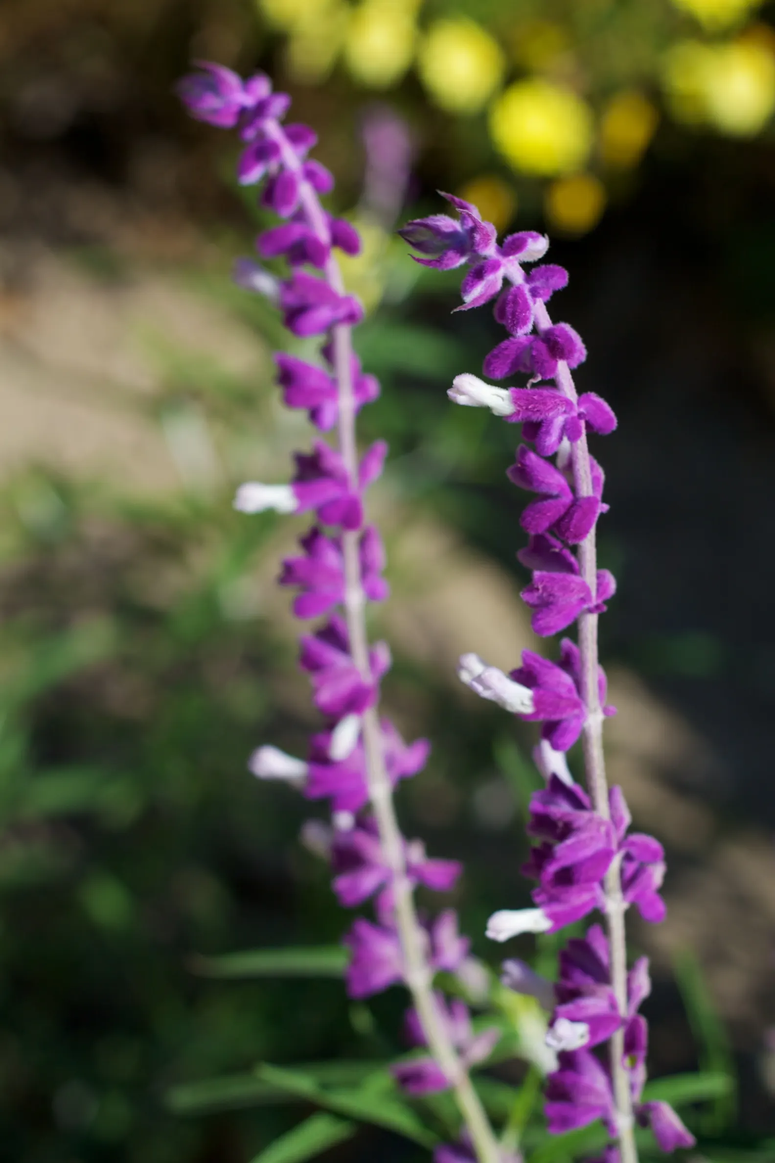 Mexican Sage (Salvia Leucantha) — It features velvety, purple inflorescences atop 18 to 36-inch stems, with a spread of 24 to 36 inches; providing a prolonged
