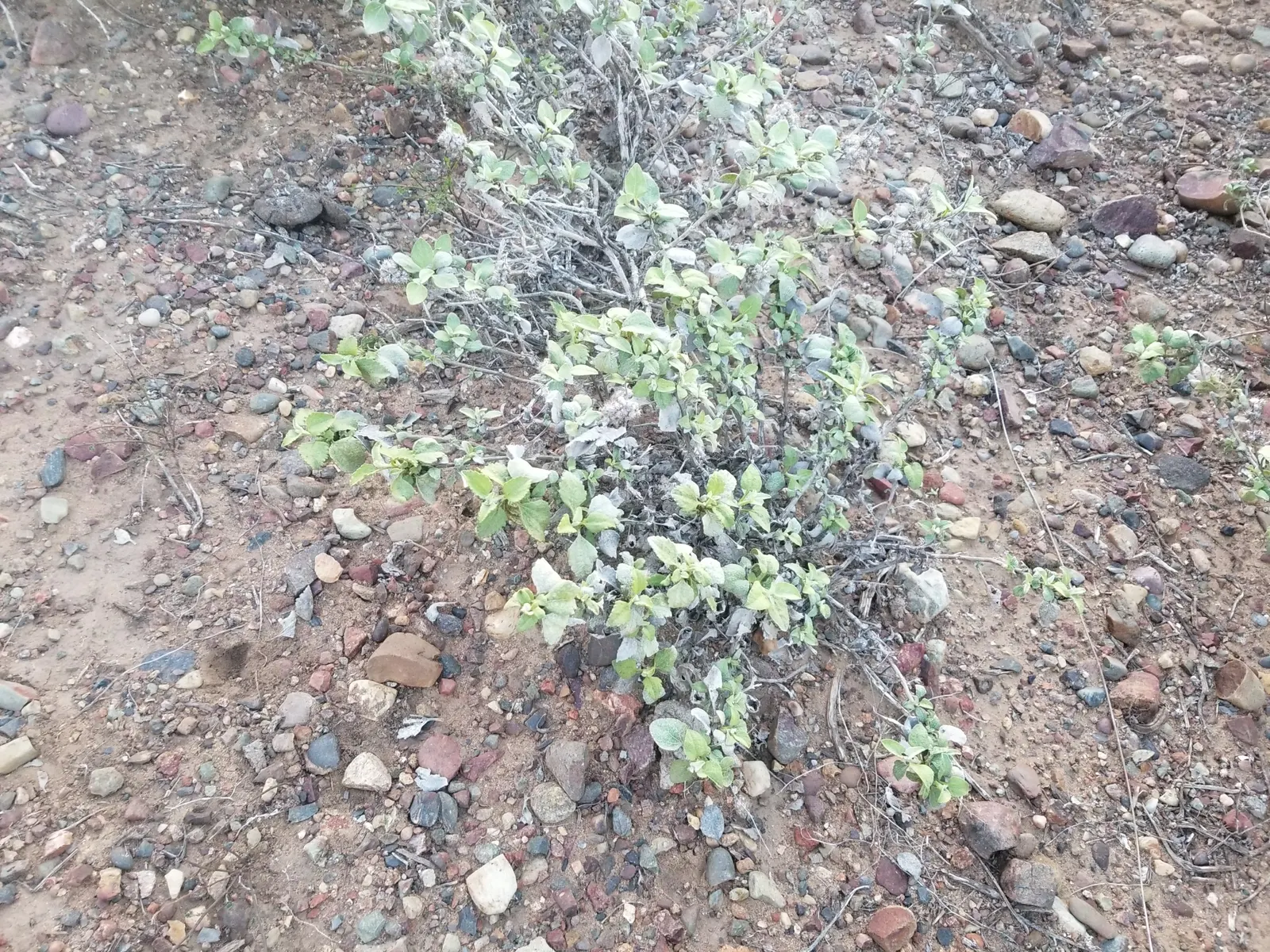 Mexican Sage (Salvia Leucantha) — These flower spikes can reach up to 10 to 12 inches in length; it is a drought-tolerant species once established, image 56