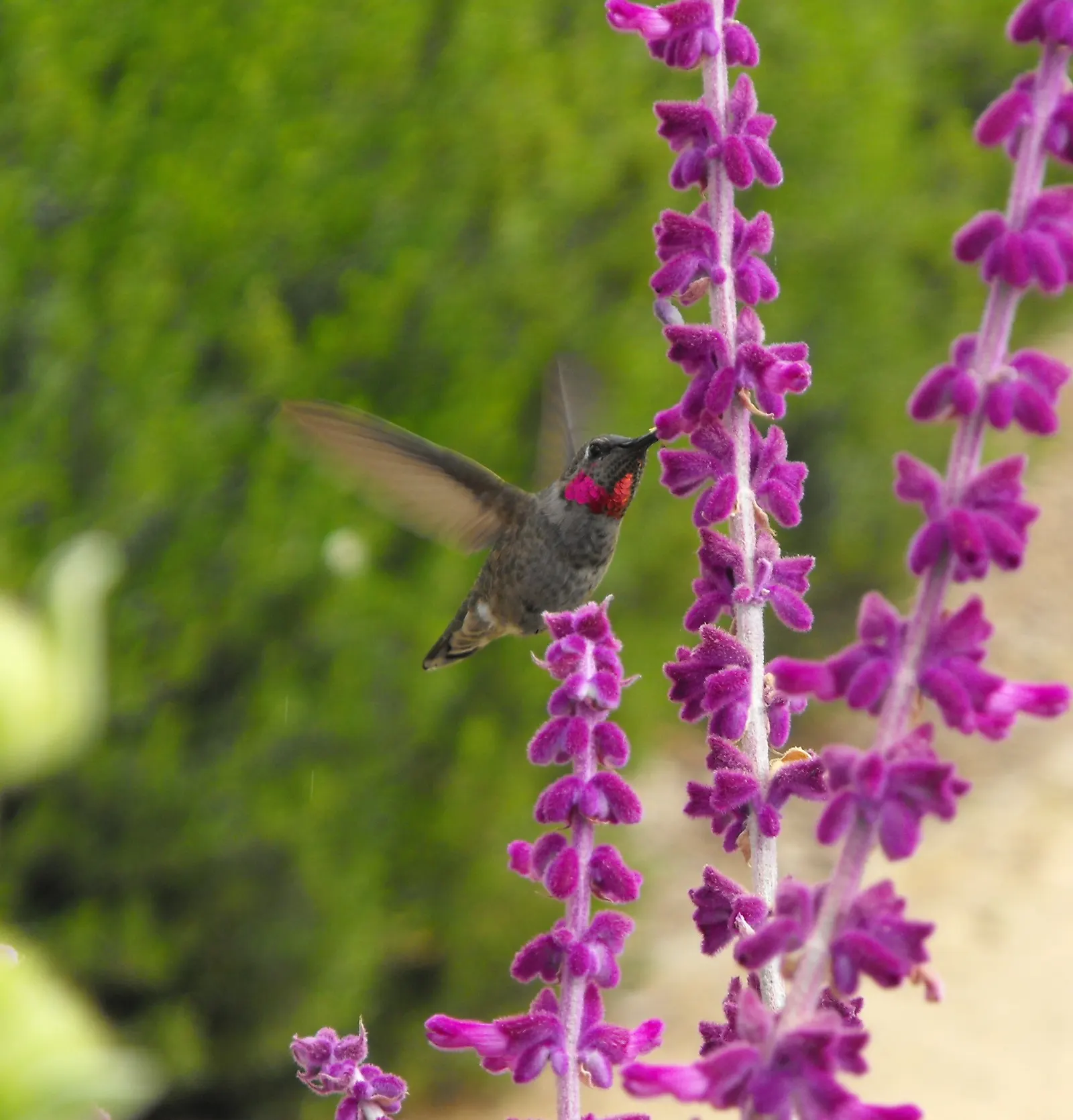 Mexican Sage (Salvia Leucantha) — shrub with purple blooms; these flower spikes can reach up to 10 to 12 inches in length, image 109